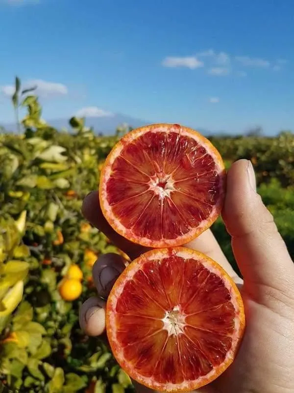 Immagine 3 azienda VERO SAPORE DI SICILIA
