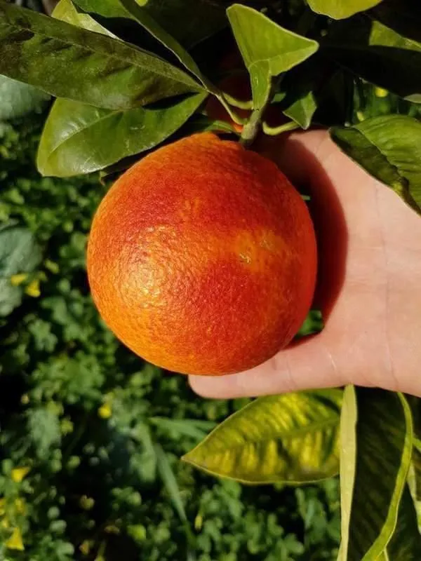 Immagine 5 azienda VERO SAPORE DI SICILIA