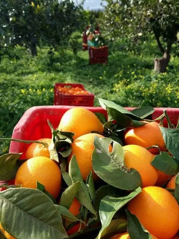 Immagine 7 azienda VERO SAPORE DI SICILIA