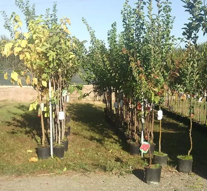 Immagine 2 azienda COOPERATIVA PRODUTTORI AGRICOLI DI CIVITAVECCHIA S.R.L.