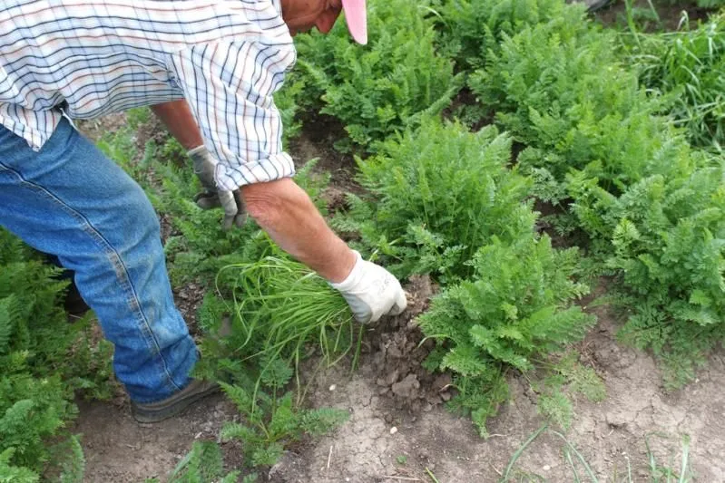 Immagine 1 azienda CONSORZIO DELLA CAROTA NOVELLA DI ISPICA IGP