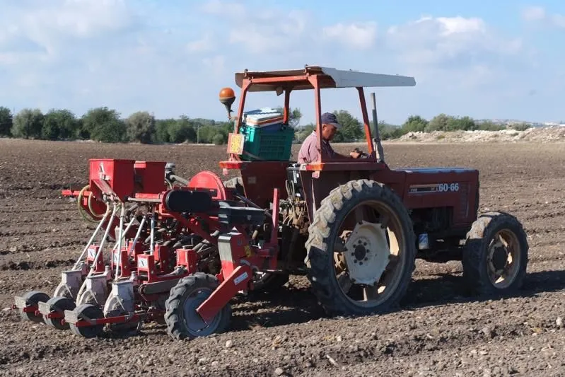 Immagine 3 azienda CONSORZIO DELLA CAROTA NOVELLA DI ISPICA IGP