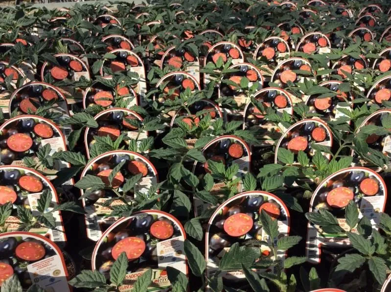 Immagine 3 azienda L'ORTOFRUTTIFERO