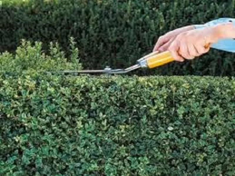 Immagine 5 azienda COLAZZO SERVICE