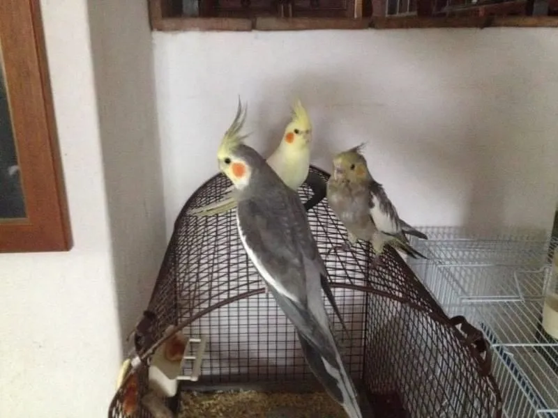 Immagine 2 azienda QUI LA ZAMPA