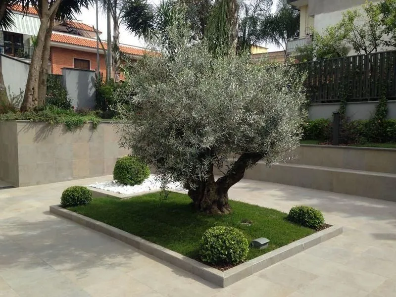 Immagine 4 azienda VIVAI MAISTO ANTONIO E FRANCESCO