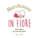 MARCHESANE IN FIORE Shopping e acquisti in Bassano Del Grappa VI