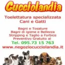CUCCIOLANDIA Toelettatura per cani in Catania