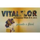 VITALFLOR S.N.C. Vivaio in Palermo