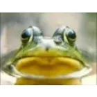 SCANO ALESSANDRO ECORANA DISINFESTAZIONI