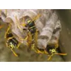 PEST CONTROL SERVICES