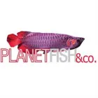 PLANETFISH & CO.